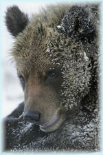 Охота на медведя на Урале