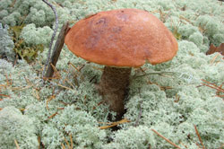 Природа: гриб красноголовик