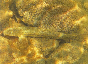 Рыбы Вишерского заповедника: усатый голец