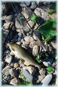 Рыбалка на реке Вишера нахлыстом